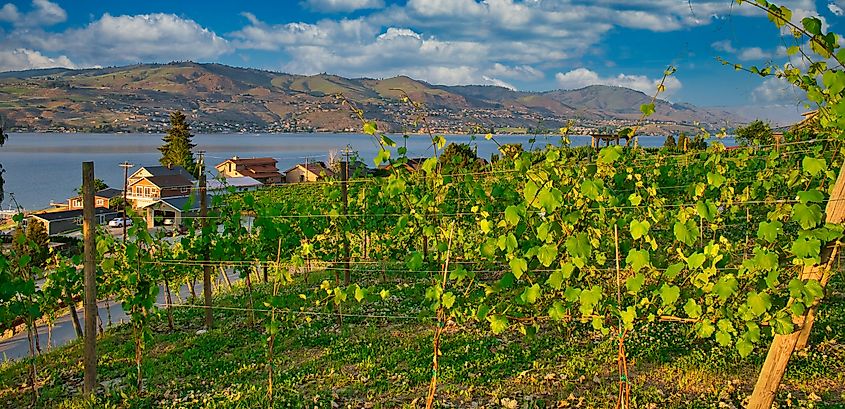 Vineyard overlooking Lake Chelan.