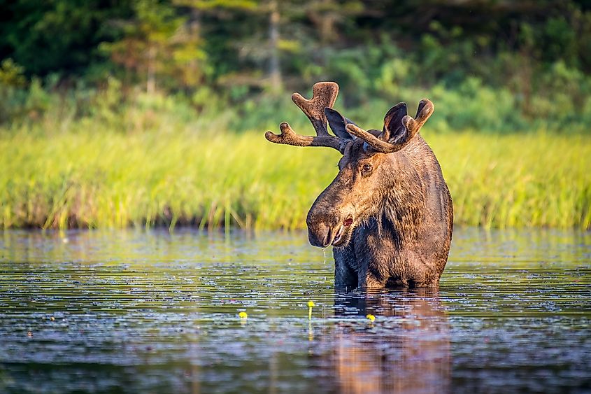 A bull moose standing in a lake, surrounded by natural beauty