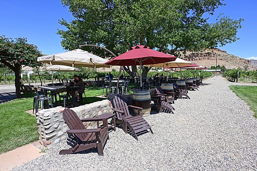 A vineyard in Palisade, Colorado