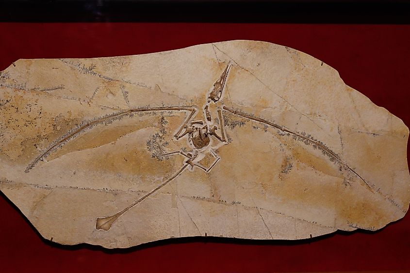 Pterosaur fossil in a rock.