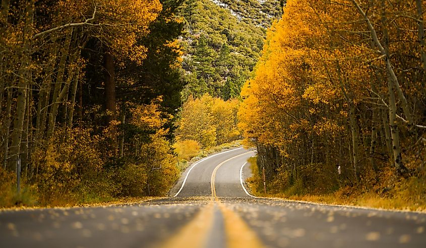 Fall road during autumn at June Lake, California with yellow aspen trees, view of road, falling leaves