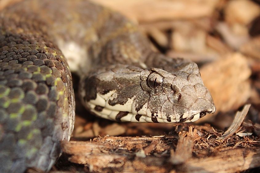 Close-up of Australian Common Death Adder