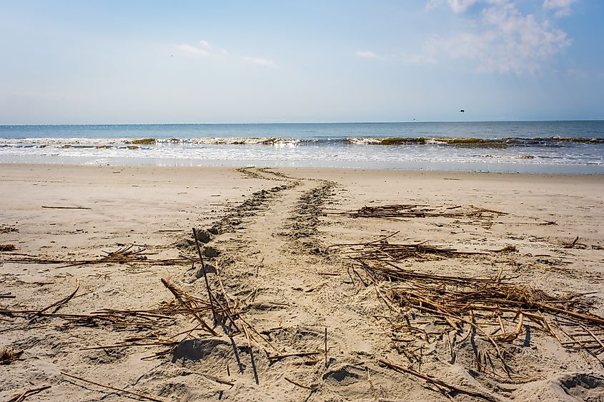 Sea turtle tracks toward the Atlantic Ocean in Sea Island, Georgia.