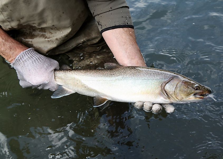 Oregon Department of Fish & Wildlife bull trout sampling