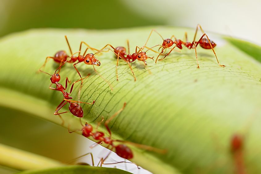 Close-Up Of Fire Ants On Leaf.