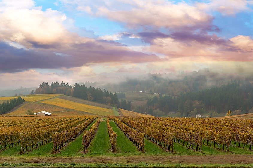 Vineyard in Dundee Oregon on a foggy morning.