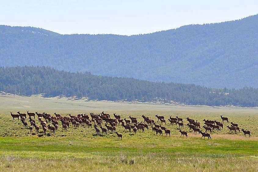 A herd of elk at the Valles Caldera National Preserve in New Mexico