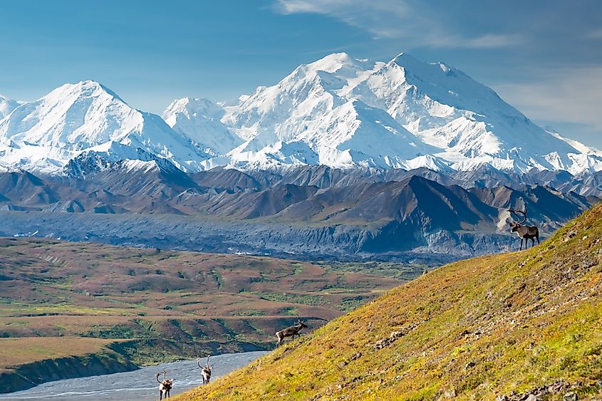Cairbou in the breathtaking landscape of the Denali National Park and Preserve.