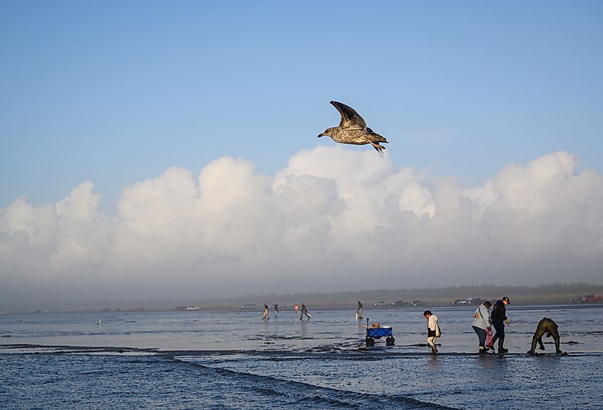Copalis Beach at Ocean Shores, Washington, with people digging for razor clams at low tide.