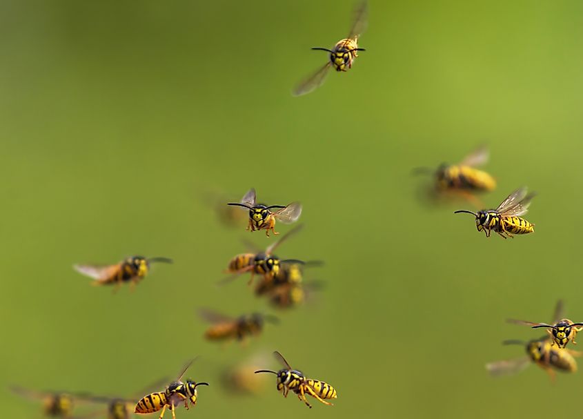 Swarm of dangerous insects, striped wasps.