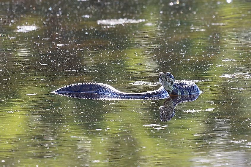 A large, venomous Water Moccasin
