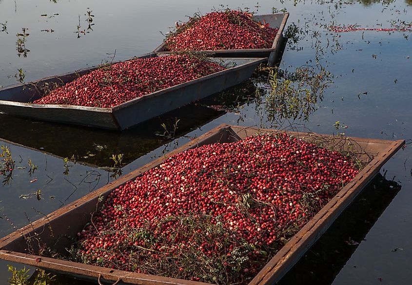 Harvesting cranberries in Muskoka, Ontario