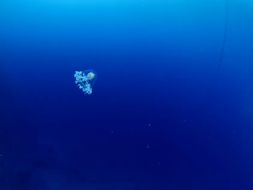 Turritopsis dohrnii Oceania O.armata