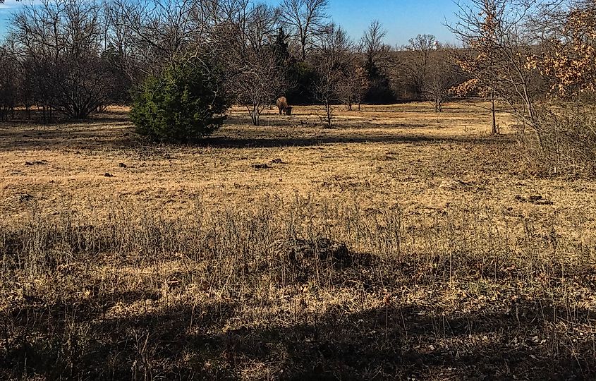 A bison munches grass in Chickasaw National Recreation Area near Frogville, Oklahoma.