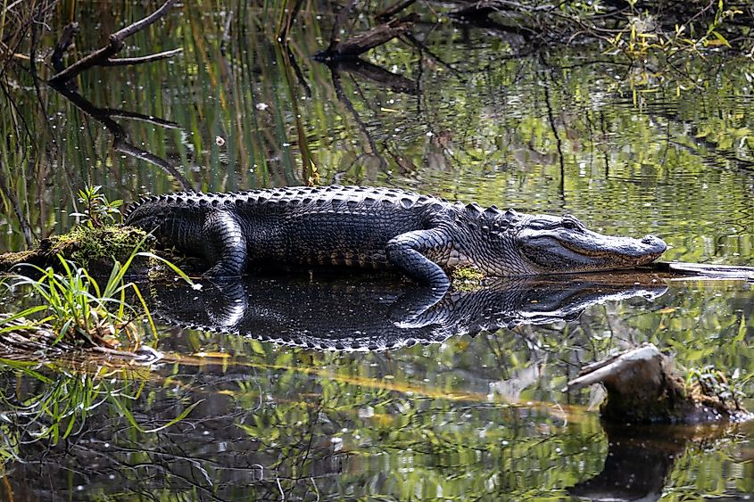 An American alligator in the Everglades.