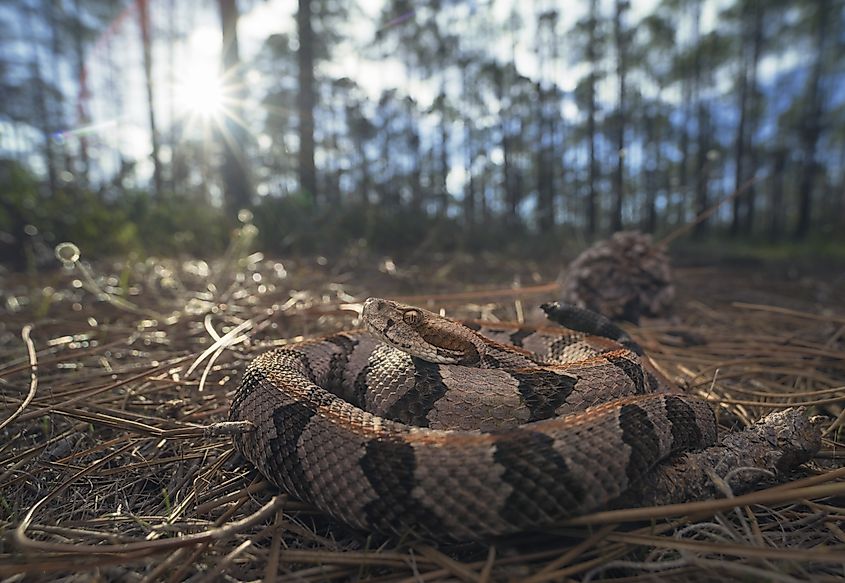 Wild timber rattlesnake (Crotalus horridus) in pine woodland habitat