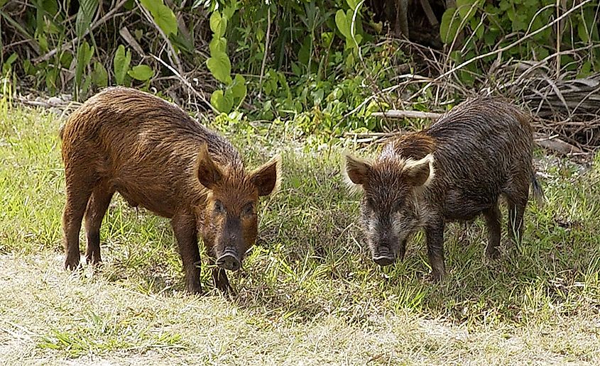 Wild pigs (Sus scrofa) near the Kennedy Space Center in Florida. Image credit: NASA/Public domain