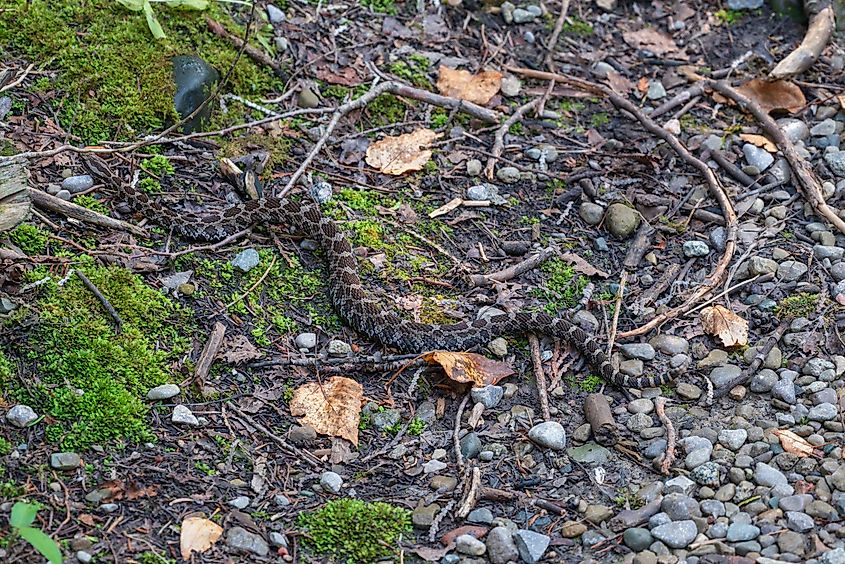 Massasauga rattlesnake near Lake Huron in Ontario, Canada.