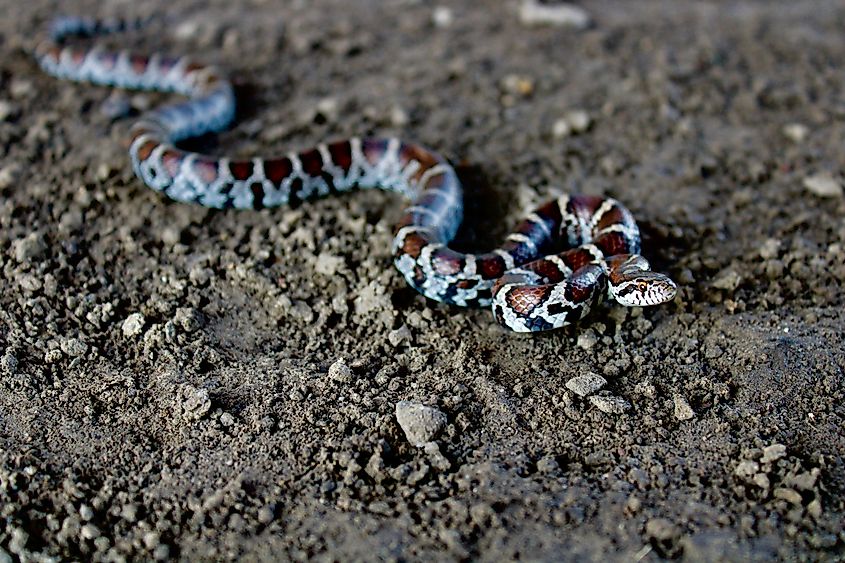 Eastern milk snake (Lampropeltis triangulum triangulum)