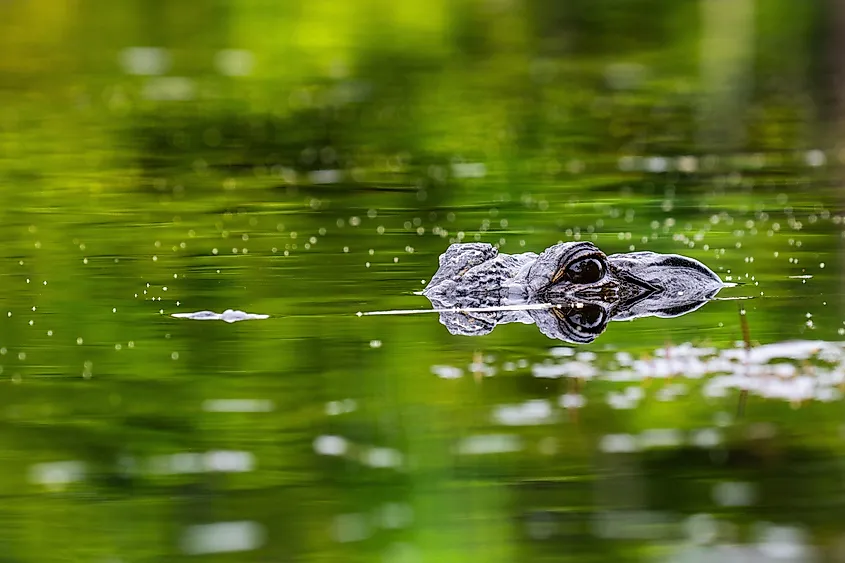 American alligators are abundant around Alabama.