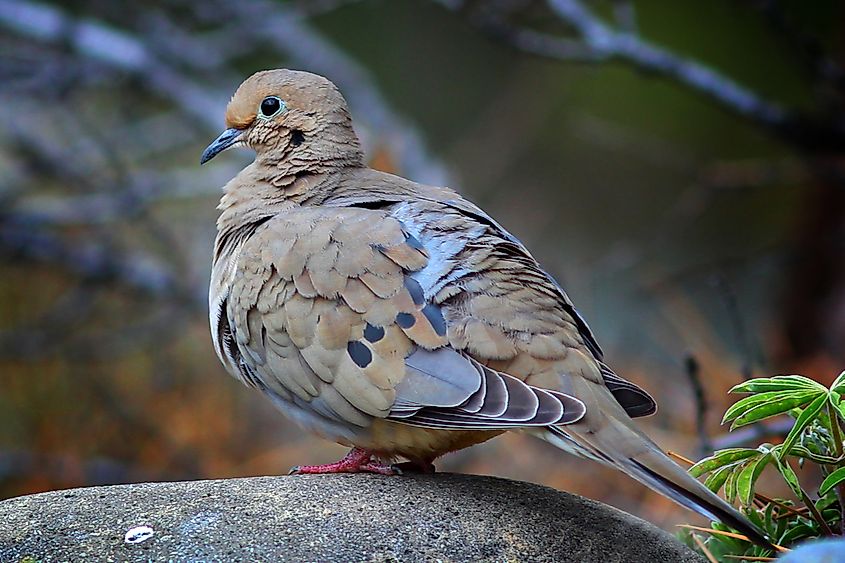 mourning-dove-facts-animals-of-north-america-worldatlas