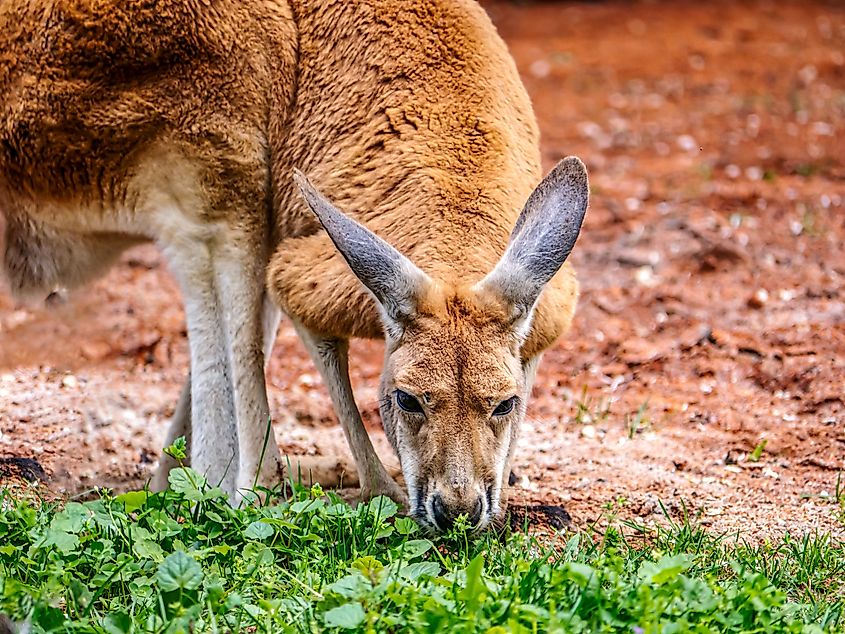 Kangaroo grazing.