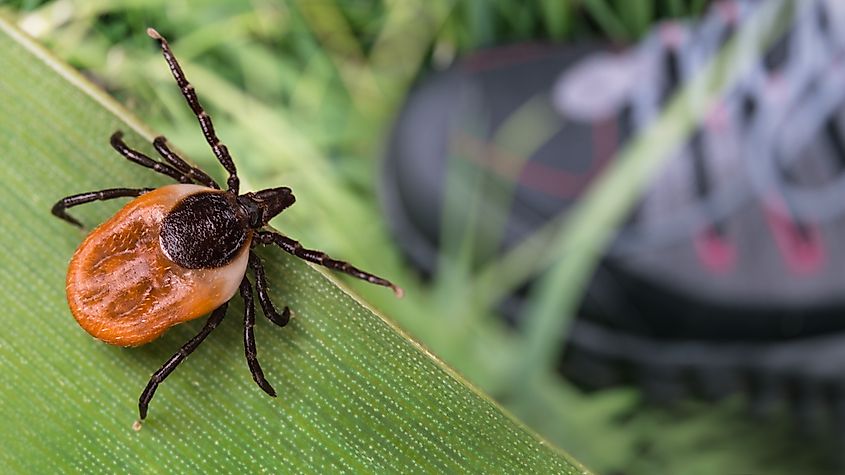 Lurking deer tick and foot in hiking boot on green grass.