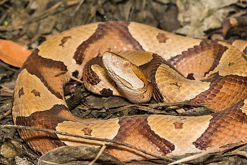 Eastern Copperhead Snake (Agkistrodon contortrix), featuring a copper-colored body with hourglass-shaped bands along its back.