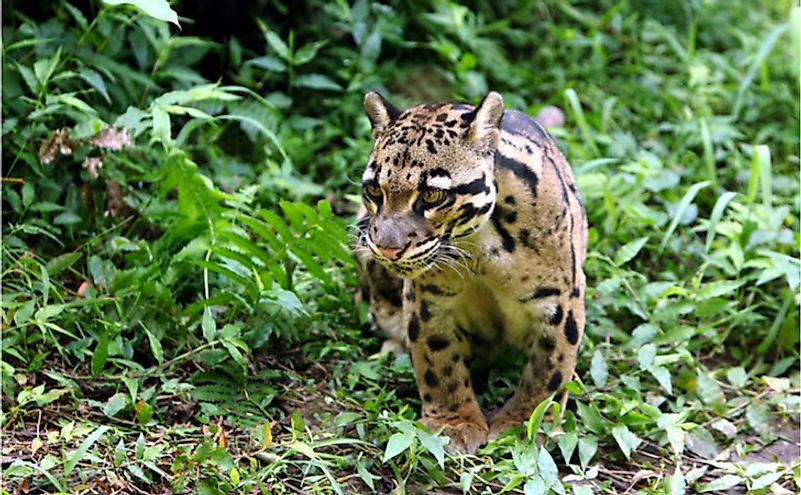 The 15 Wild Cat Species Of India Worldatlas