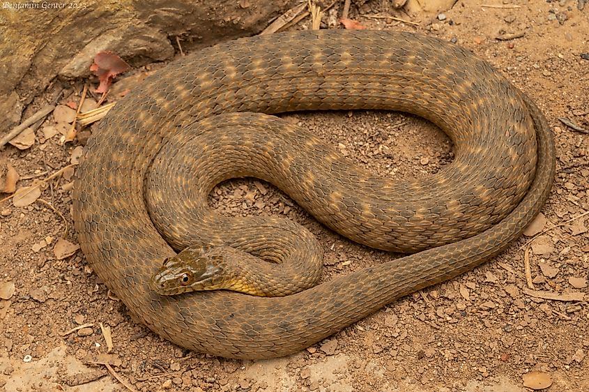 Concho watersnake (Nerodia paucimaculata) from central Texas