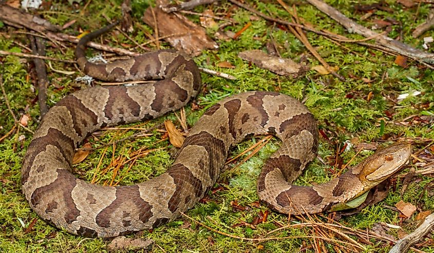 Northern Copperhead Snakes are one of North America's most common species of venomous snake.