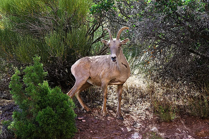 Desert bighorn sheep at Colorado National Monument