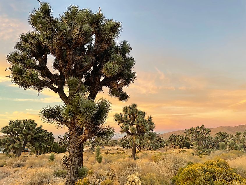 A close up of a Joshua Tree beneath a serene, pastel sunset.