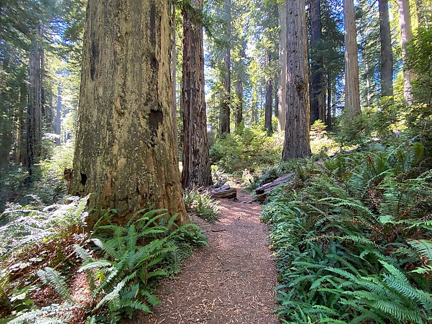 A nature trail cuts through a forest of redwoods and ferns. 