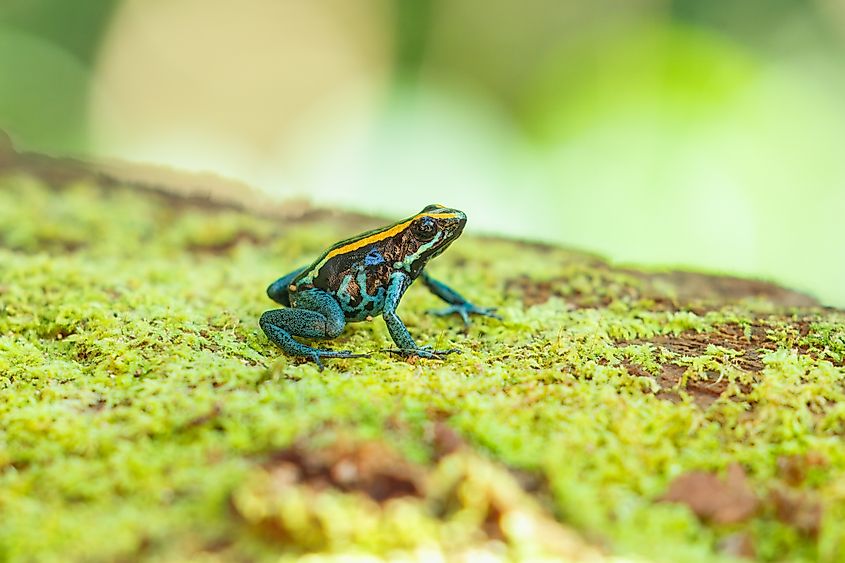 Golfodulcean Poison Frog (Phyllobates vittatus) on a moss-covered log