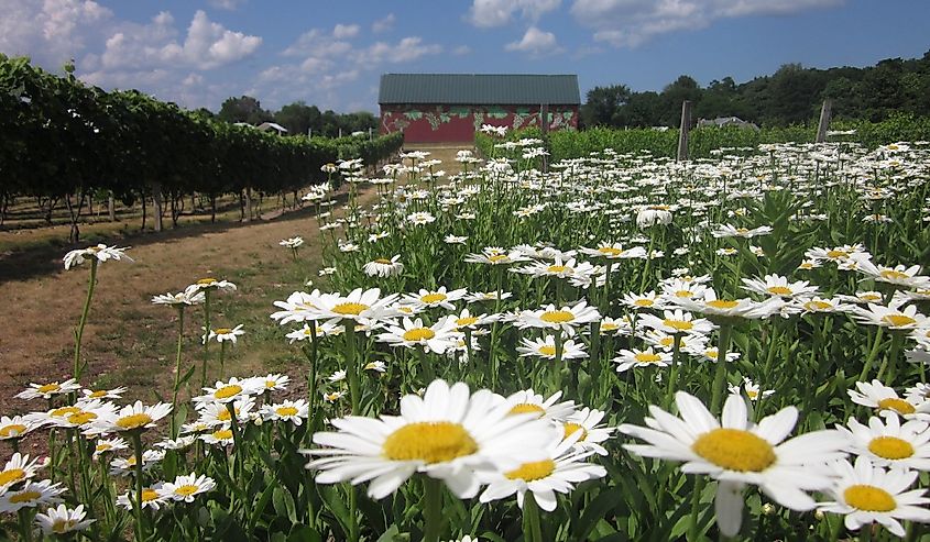 Rosedale Farm and Vineyard, Simsbury, Connecticut.