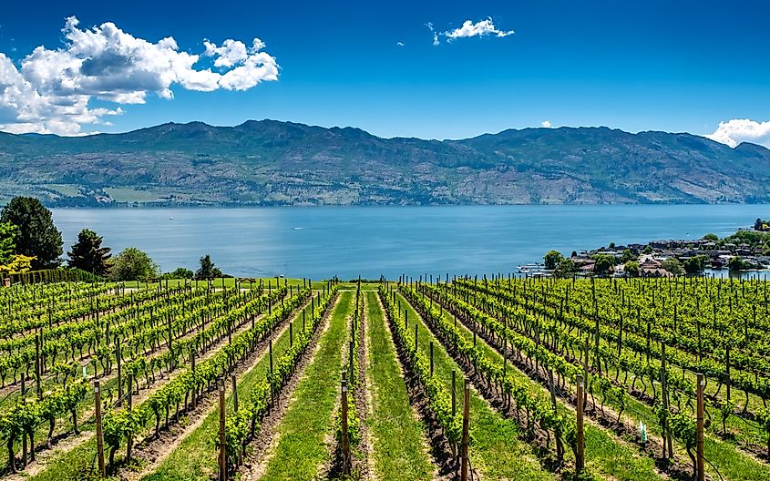 Vineyards along Okanagan Lake.