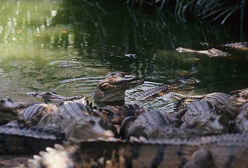 View of many freshwater crocodiles in water.