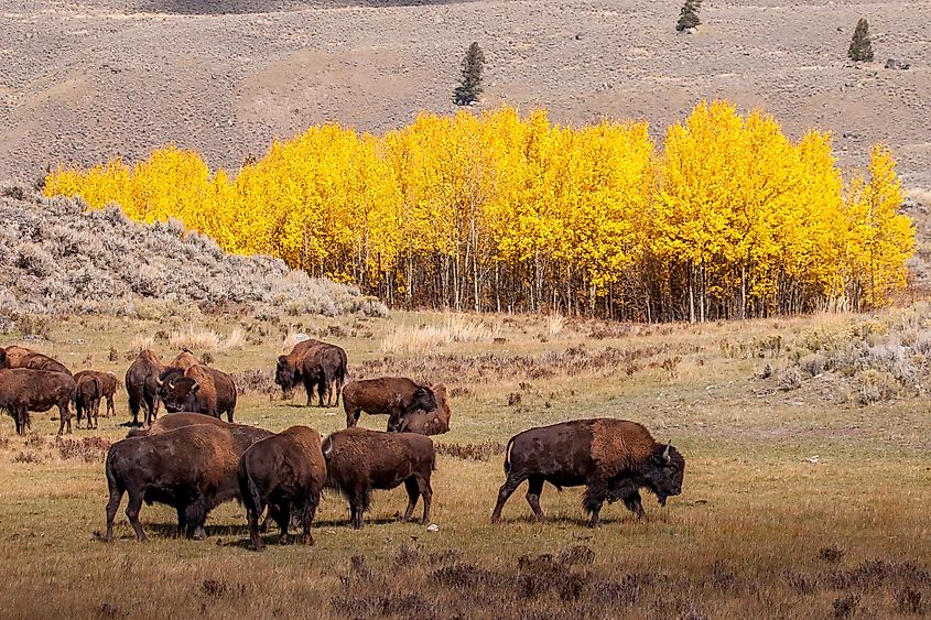 Bison during autumn in Yellowstone National Park in Wyoming.