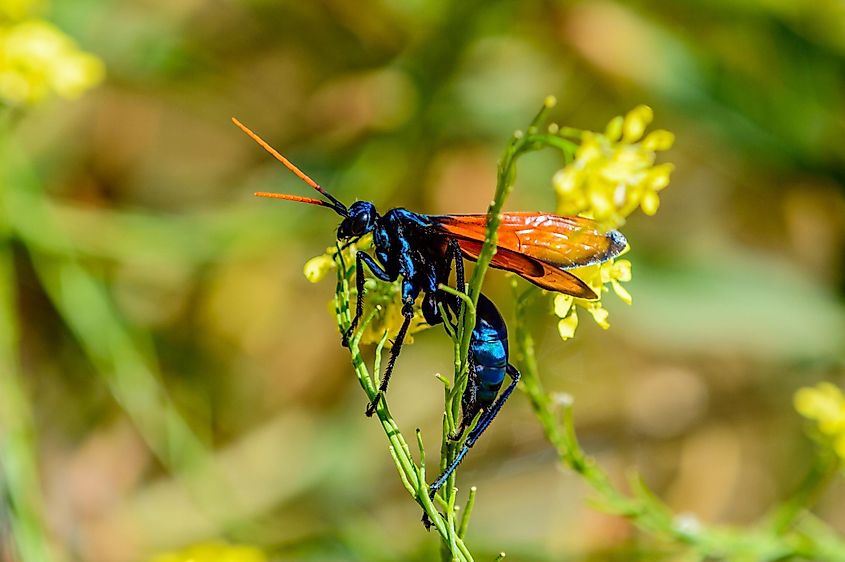 A close up of a Tarantula hawk wasp on a leaf.