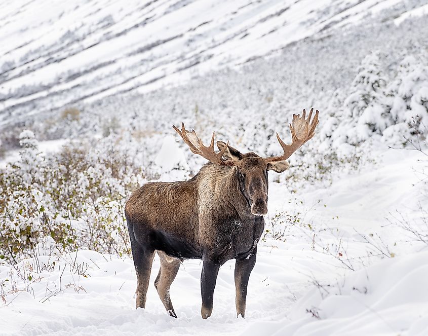 Moose in winter in the Chugach Mountains near Anchorage, Alaska.