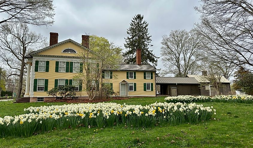 Field of daffodils in front of the Florence Griswold Museum in Old Lyme, Connecticut.