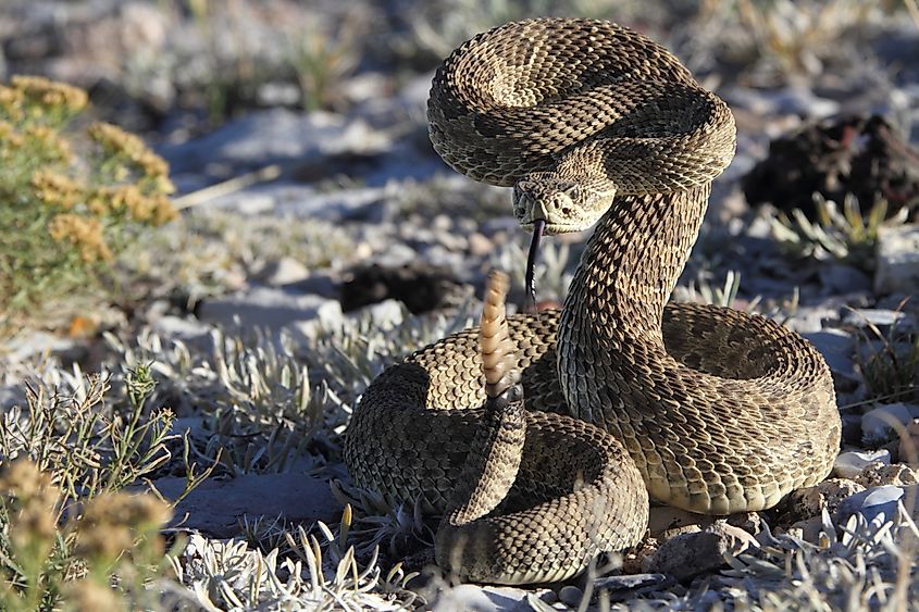 A prairie rattlesnake in striking position.