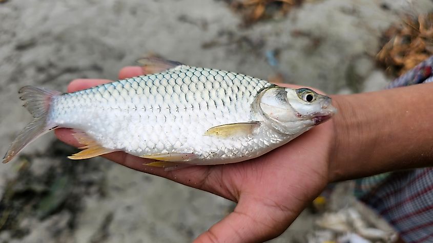 The Java barb is more commonly known as a silver barb in aquaculture.