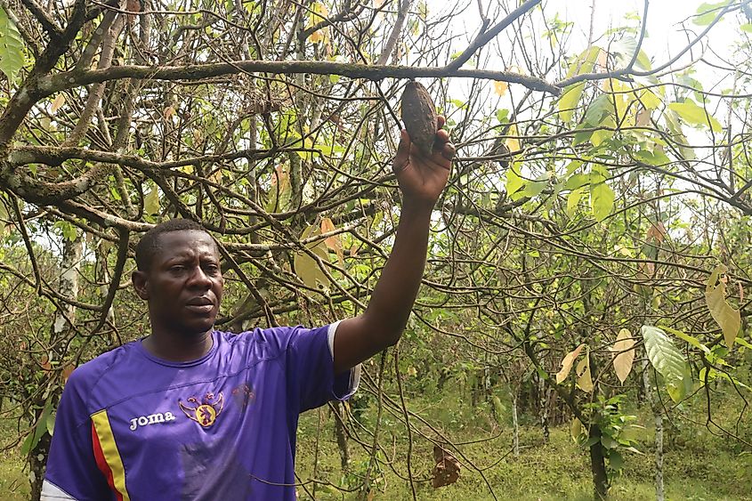 A farmer picking cocoa in Cameroon.