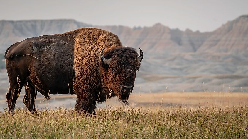 An American bison in South Dakota.