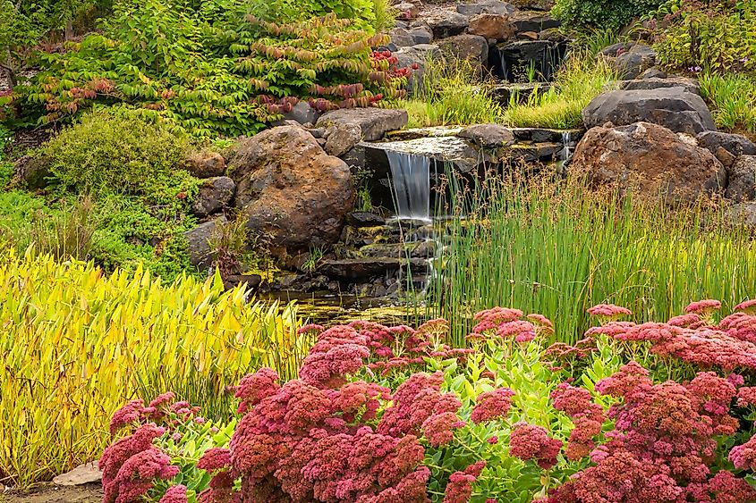 Waterfall and varoious flowers at the Oregon Garden in Silverton