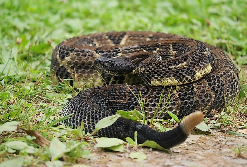 Gorgeous Timber Rattlesnake.