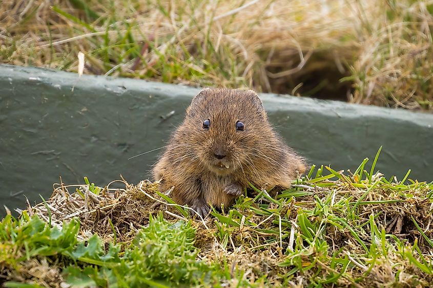 Orkney vole in Orkney, Scotland, nibbling on a daisy.