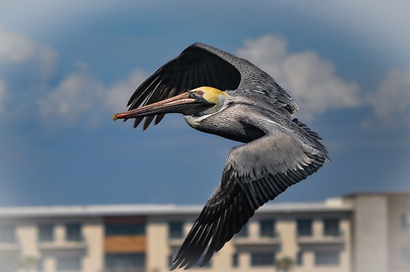 A pelican soaring in the sky in Biloxi, Mississippi.